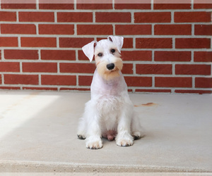 Schnauzer (Miniature) Puppy for sale in SYRACUSE, IN, USA