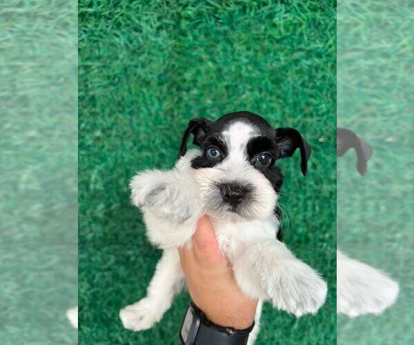 Medium Photo #10 Schnauzer (Miniature) Puppy For Sale in MIAMI, FL, USA