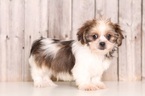 Small Shih Tzu