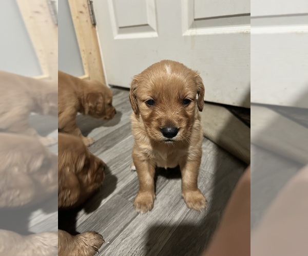 Medium Photo #2 Golden Retriever Puppy For Sale in ALLEGAN, MI, USA