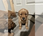 Small #1 Golden Retriever
