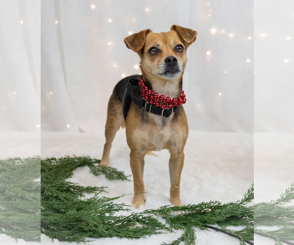 Medium Photo #8 Jack Chi Puppy For Sale in Princeton, MN, USA