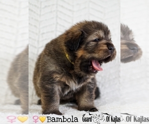 Tibetan Mastiff Puppy for sale in Lodz, Lodz Voivodeship, Poland