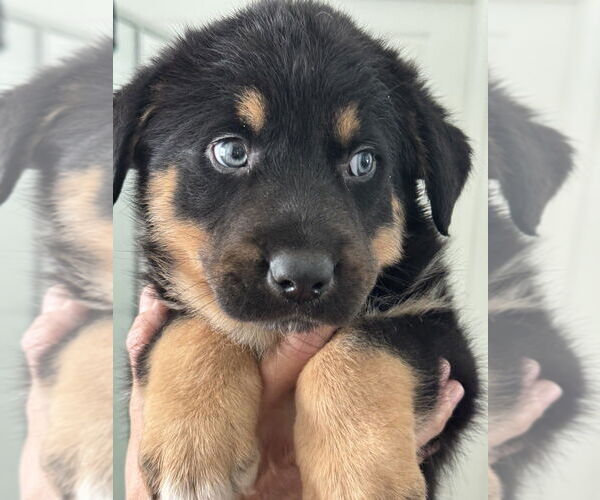 Medium Photo #1 German Shepherd Dog Puppy For Sale in Dana Point, CA, USA