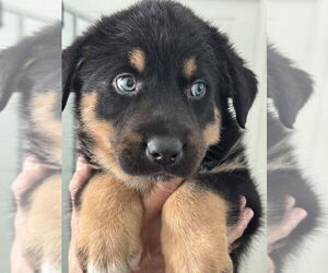 German Shepherd Dog Dogs for adoption in Dana Point, CA, USA