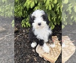Small #3 Bernedoodle