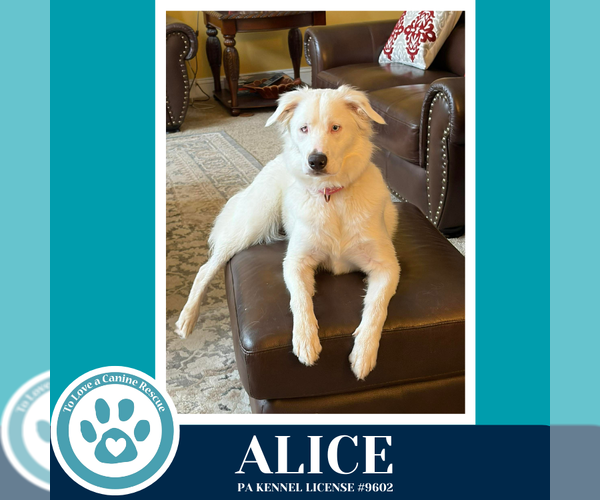 Medium Photo #4 Australian Shepherd Puppy For Sale in Kimberton, PA, USA