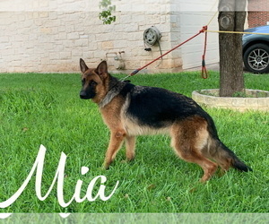Mother of the German Shepherd Dog puppies born on 02/14/2022
