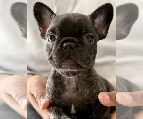 Medium Photo #1 French Bulldog Puppy For Sale in NAPLES, FL, USA