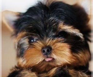 Yorkshire Terrier Puppy for sale in PEARBLOSSOM, CA, USA