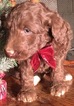Small Photo #13 Aussiedoodle Puppy For Sale in ARBA, IN, USA