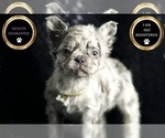 Small Photo #105 French Bulldog Puppy For Sale in WARSAW, IN, USA