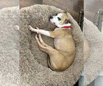 Small #5 Chihuahua Mix