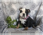 Small Photo #5 English Bulldog Puppy For Sale in COCHRANVILLE, PA, USA