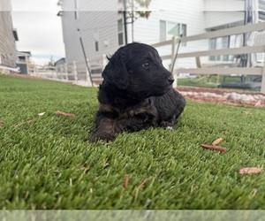 Medium Bernedoodle