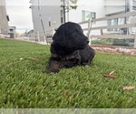 Puppy Athena Bernedoodle