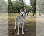 Small #5 Siberian Husky