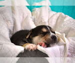 Small #8 Siberian Husky Mix
