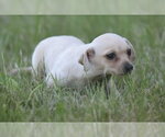 Small #11 Chihuahua