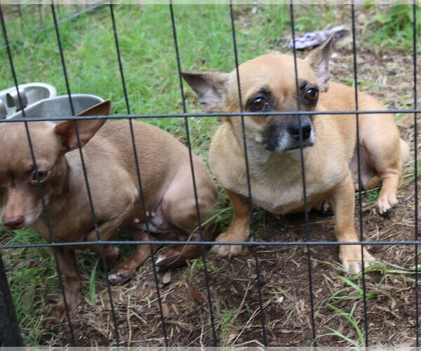 Medium Photo #2 Chug Puppy For Sale in Bandera, TX, USA
