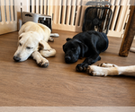 Small #3 Labrador Retriever