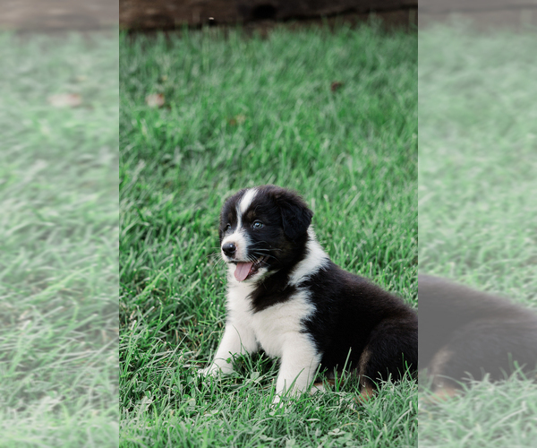 Medium Photo #1 Australian Shepherd Puppy For Sale in ARODA, VA, USA