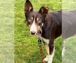 Small #5 Border Collie