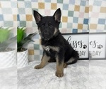 Small #4 German Shepherd Dog