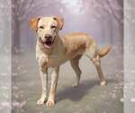 Small #1 Retriever  Mix