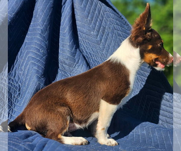 Medium Photo #3 Australian Shepherd-Chihuahua Mix Puppy For Sale in Wakefield, RI, USA