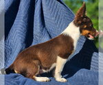 Small #2 Australian Shepherd-Chihuahua Mix