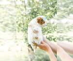 Small Photo #71 Goldendoodle (Miniature) Puppy For Sale in FREDERICA, DE, USA