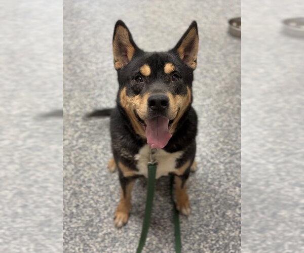 Medium Photo #2 Mutt Puppy For Sale in Bemidji, MN, USA