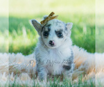 Small Photo #69 Chihuahua Puppy For Sale in WARSAW, IN, USA