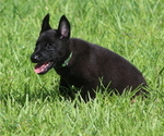 Puppy Riot Belgian Malinois