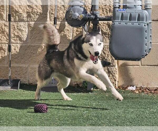 Medium Photo #2 Siberian Husky-Unknown Mix Puppy For Sale in Rockwall, TX, USA