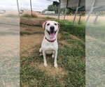 Small Photo #4 Mutt Puppy For Sale in Evansville, IN, USA