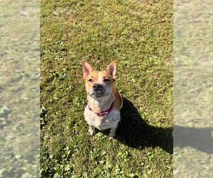 Mutt Dogs for adoption in Center Township, PA, USA
