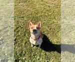 DARBY - Female Mutt Dog for Adoption - Small photo