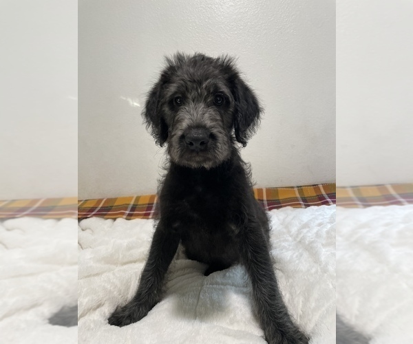 Medium Photo #1 Labradoodle Puppy For Sale in NORTH HIGHLANDS, CA, USA