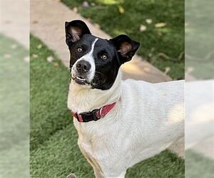 Charlie - Male Border Collie-Rat Terrier Mix Dog for Adoption - Photo #2
