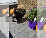 Small Photo #23 Aussiedoodle Puppy For Sale in RUSSELL, IA, USA