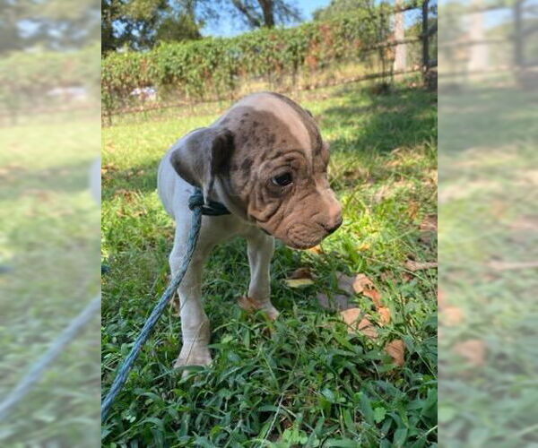 Medium Photo #5 Chinese Shar-Pei-Unknown Mix Puppy For Sale in Wakefield, RI, USA