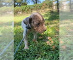 Small #4 Chinese Shar-Pei Mix