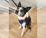 Small #1 American Boston Bull Terrier