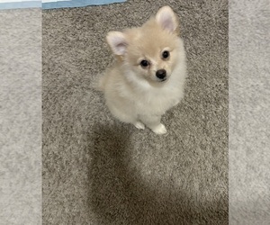 Pomeranian Puppy for sale in CEDAR HILL, TX, USA