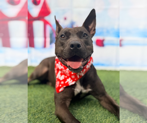 Mutt Dogs for adoption in Pompano Beach , FL, USA