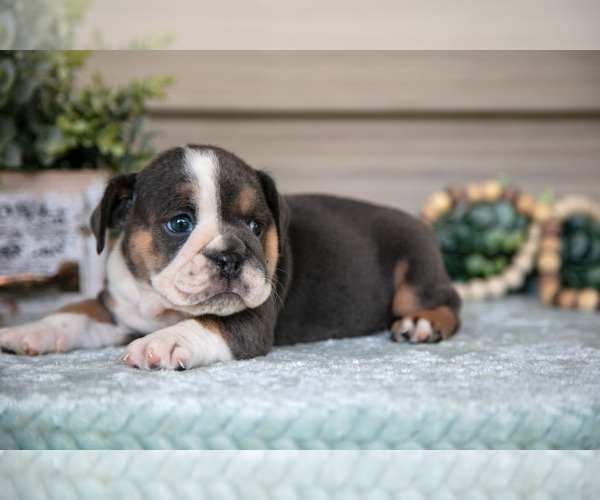 Medium Photo #12 Beabull Puppy For Sale in MILLERSBURG, OH, USA