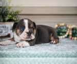 Small Photo #12 Beabull Puppy For Sale in MILLERSBURG, OH, USA