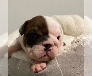English Bulldog Puppy for sale in ORLANDO, FL, USA